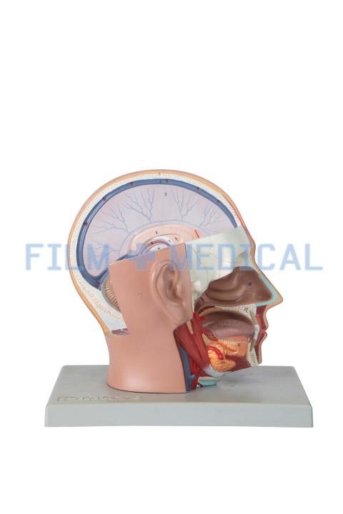 Anatomical Head Model Grey Base 